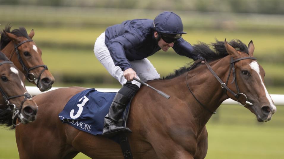 Coolmore horse